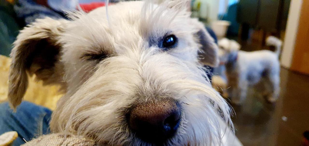 איירדריי The Sleeping Dog Room At The Grumpy Schnauzer Bnb Huge Room, Luxe Suite, Private Hot Tub, Breakfast, Gym, Games Room, Farm Stay, Amazing מראה חיצוני תמונה